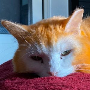 Meet your Posher, Theo